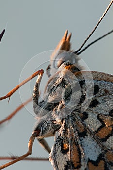 Butterfly on plants, close up