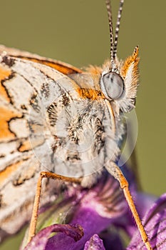 Butterfly on plants, face close up