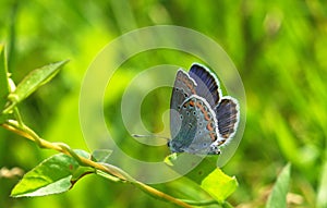 Butterfly Plebejus argyrognomon blue at green leaf
