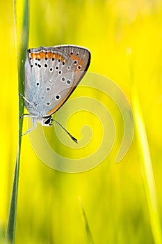 Butterfly Plebejus Idas photo