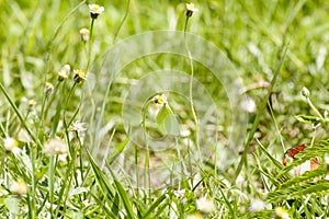 Butterfly and poaceae