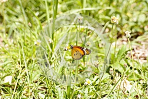 Butterfly and poaceae