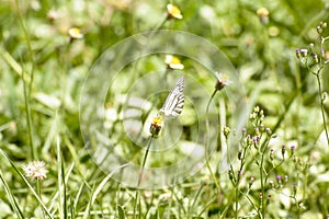 Butterfly and poaceae