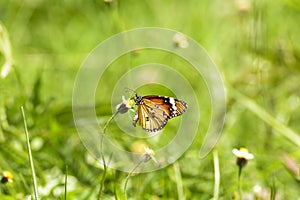 Butterfly and poaceae