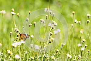 Butterfly and poaceae