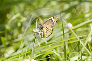 Butterfly and poaceae