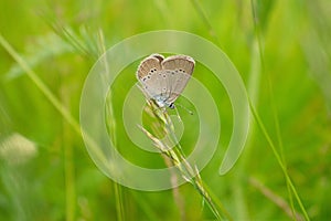 Butterfly on poaceae on green background
