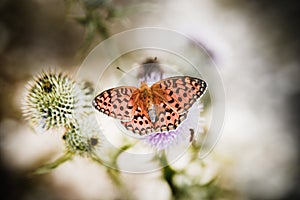 Butterfly poised on flower