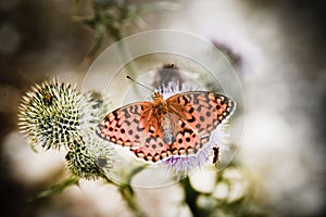 Butterfly poised on flower