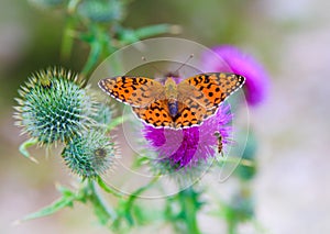 Butterfly poised on flower