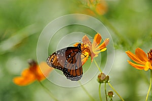 Butterfly poised on flower photo