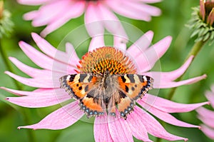 butterfly pollinates echinacea purpurea/butterfly pollinates sum