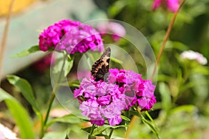 Butterfly pollinates flowers Phlox