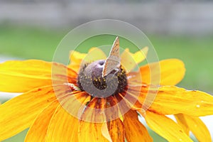 Butterfly pollinating a colorful flower in Baisaran, Kashmir, India