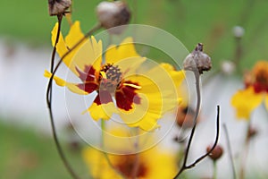 Butterfly pollinating a colorful flower in Baisaran, Kashmir, India