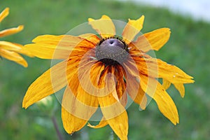 Butterfly pollinating a colorful flower in Baisaran, Kashmir, India