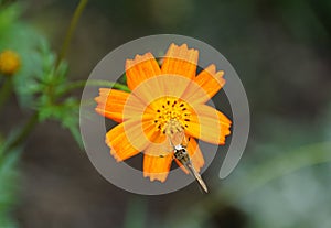 A butterfly pollinating a Cosmos Sulphureus flower