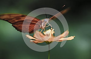 Butterfly pollinating flower macro detail