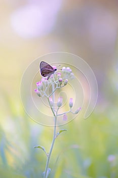 Butterfly pollinating on flower in park and outdoor