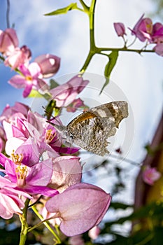 Butterfly Pollinating Pink Blossoming Flowers of a Queen's Wreath Vine