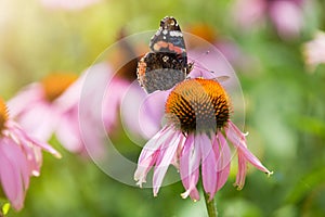 Butterfly pollinating wildflowers