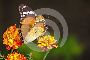 Butterfly pollination