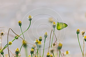 Butterfly pollination flower