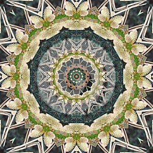 Butterfly from polliniferous pine