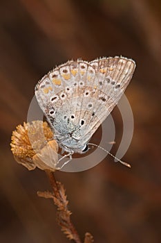 Butterfly (Polymmatus Icarus)
