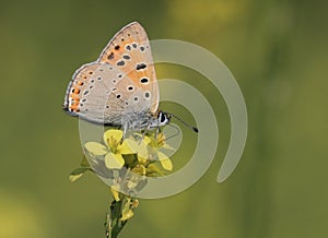 Butterfly Polyommatus agestis