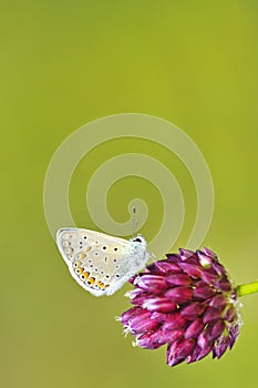 Butterfly Polyommatus Icarus