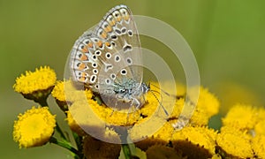Butterfly Polyommatus icarus on Tanacetum vulgare - Tricity Landscape Park
