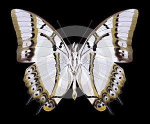 Butterfly Polyura eudamippus