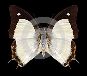 Butterfly Polyura jalysus