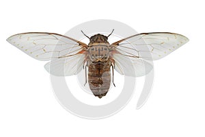 Butterfly Pomona imperatoria