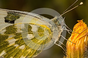 Butterfly Pontia Daplidice sitting on a flower