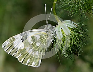 Butterfly Pontia edusa