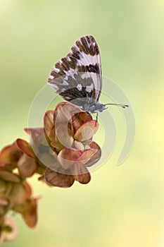 Butterfly Pontia edusa on a summer day on a field flower