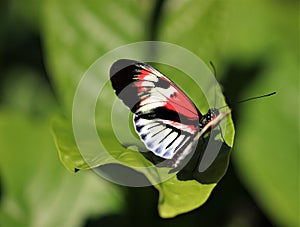 Butterfly Posing