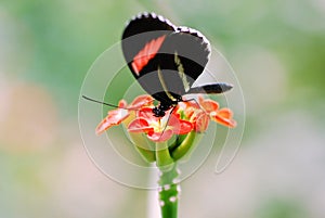 A Butterfly (Postman) Sits Atop a Flower photo