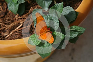 Butterfly on a pot