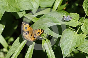 The butterfly Precis Almana