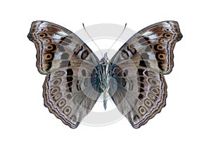 Butterfly Precis (Junonia) hedonia (underside)