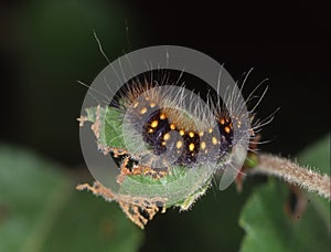 Butterfly predator eats leaf