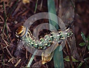 Butterfly predator eats leaf