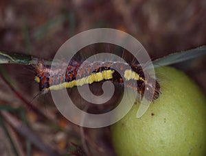 Butterfly predator eats leaf