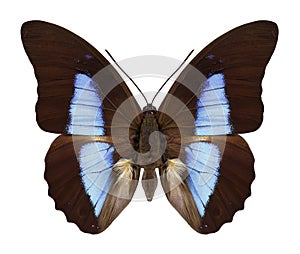 Butterfly Prepona eugenes