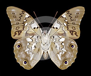 Butterfly Prepona eugenes underside