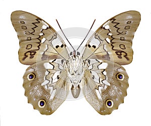 Butterfly Prepona eugenes underside