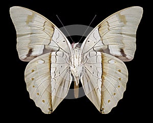Butterfly Prepona pheridamas underside